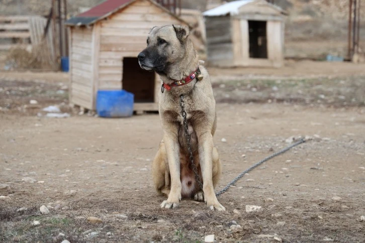 Sınır Ötesi Güvenliği İçin Kangal Tavsiyesi