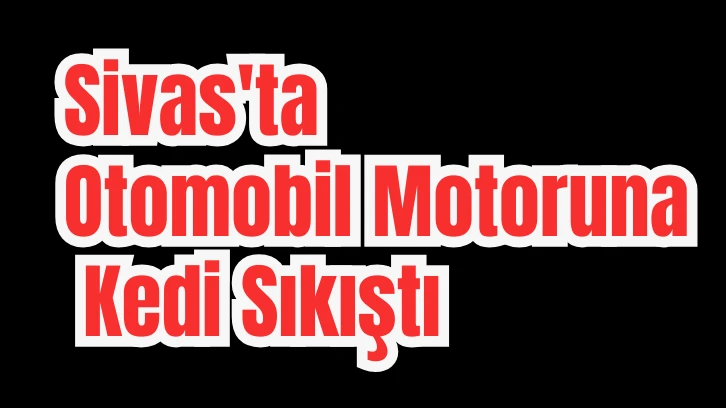 Sivas'ta Otomobil Motoruna Kedi Sıkıştı 