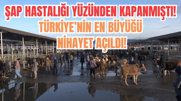 Şap Hastalığı Nedeniyle Kapanmıştı, Türkiye'nin En Büyük Havyan Pazarı Nihayet Açıldı! 