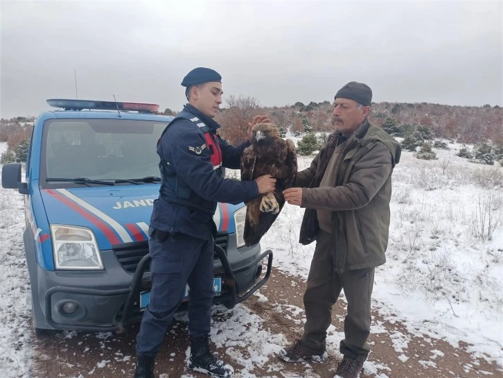 Yaralı Şah Kartalı Tedaviye Alındı