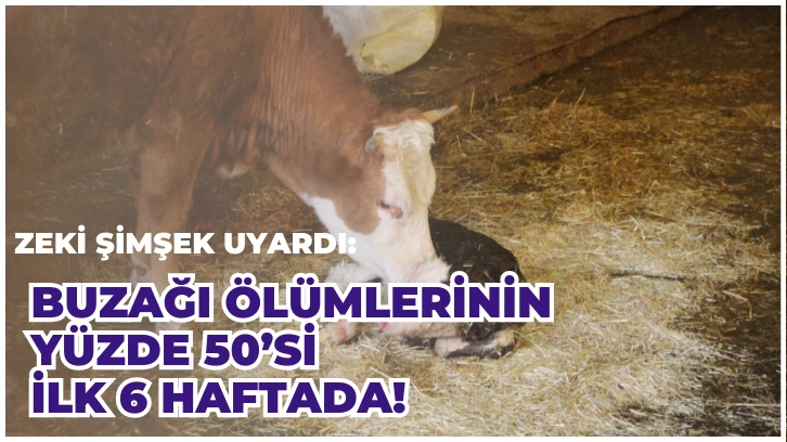 Zeki Şimşek Uyardı: Buzağı Ölümlerinin Yüzde 50’si İlk 6 Haftada! 