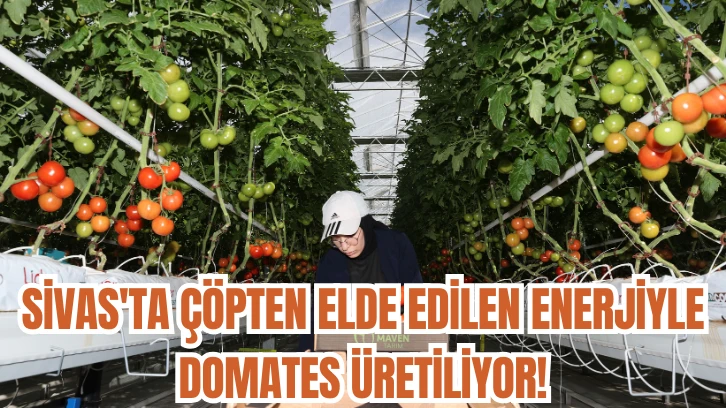 Sivas'ta Çöpten Elde Edilen Enerjiyle Domates Üretiliyor! 