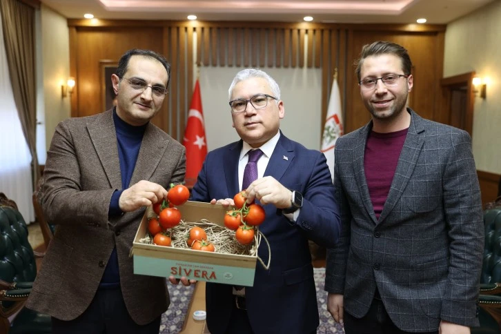 Sivas'ta İlk Fideler Hasat Edildi! 