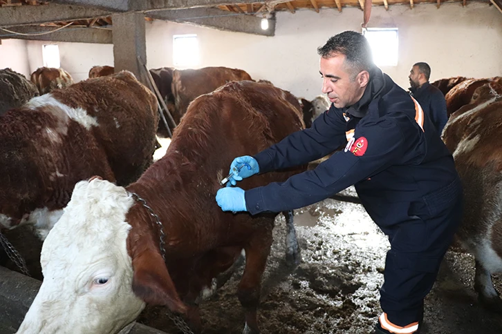 Şap Hastalığına Karşı Rutin Olarak Aşıları Yaptırın 