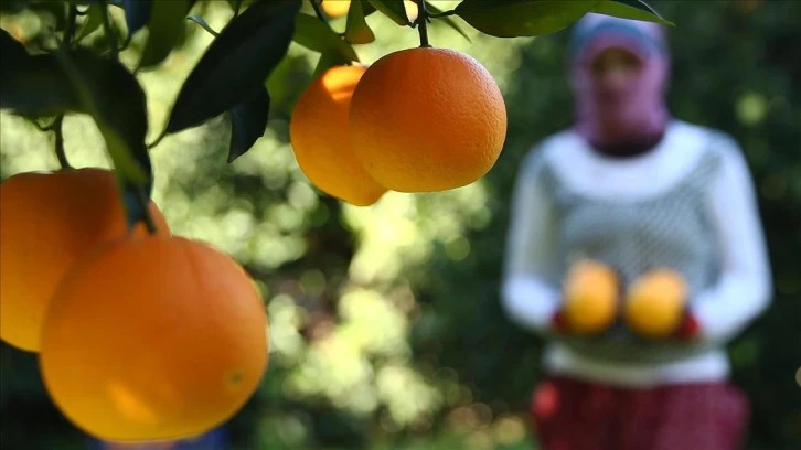 En Fazla Fiyat Farkı Portakalda 