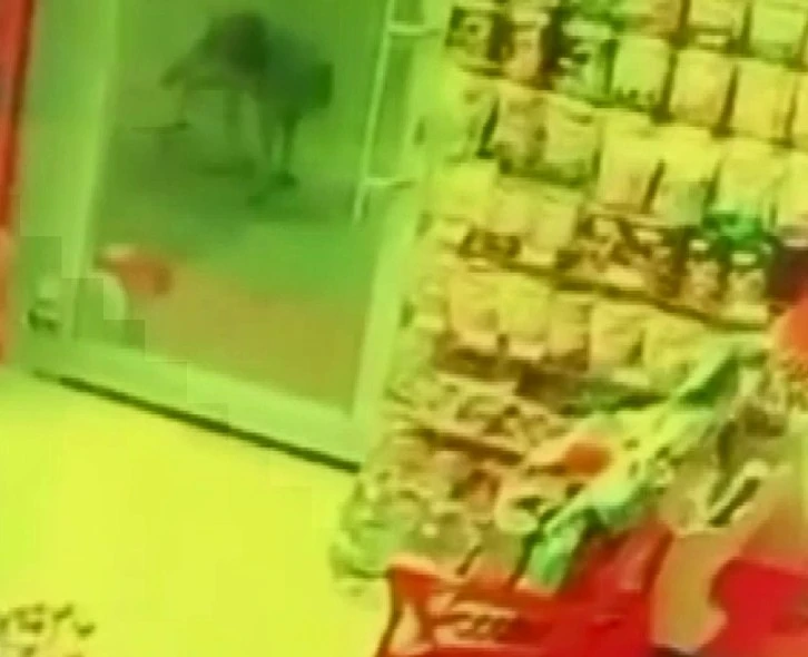 Sivas'ta Aç Kalan Kurt, Köpeğe Saldırdı