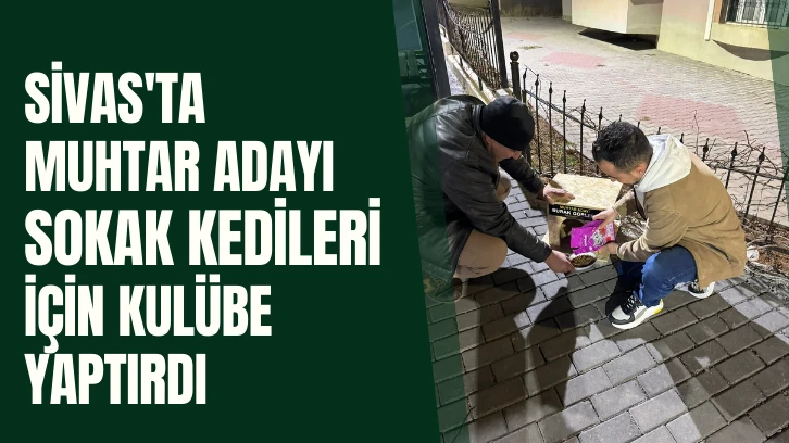 Sivas'ta Muhtar Adayı  Sokak Kedileri İçin Kulübe Yaptırdı