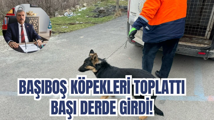 Başıboş Köpekleri Toplattı Başı Derde Girdi! 