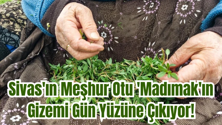 Sivas'ın Meşhur Otu 'Madımak'ın Gizemi Gün Yüzüne Çıkıyor! 