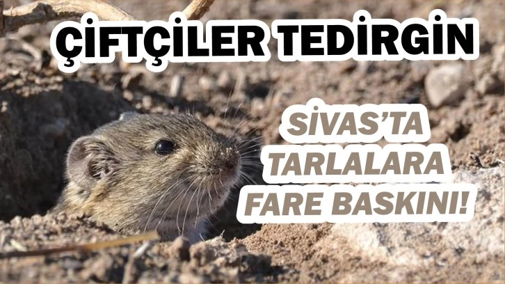 Sivas’ta Tarlalara Fare Baskını! Çiftçiler Tedirgin