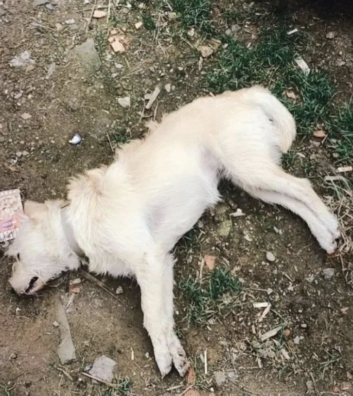 Onlarca Köpeği Zehirleyerek Katlettiler