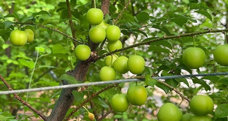 Eriğin İlk Hasadı Yapıldı! Fiyatı Altınla Yarıştı! 