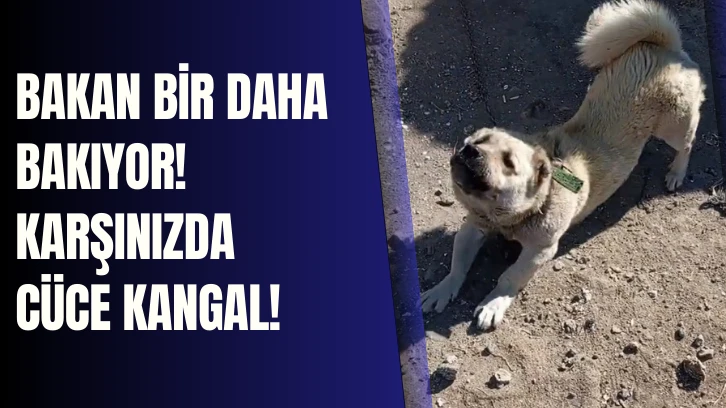 Başka Bir Irkla Çiftleştirildi, Cüce Olarak Dünyaya Geldi! Karşınızda Cüce Kangal! 