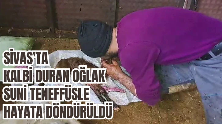 Sivas'ta Kalbi Duran Oğlak Suni Teneffüsle Hayata Döndürüldü