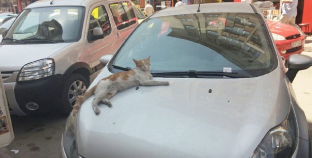 Sıcakta Mayıştı