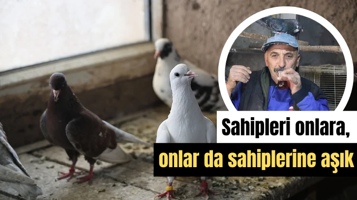 Sahipleri Onlara, Onlar Da Sahiplerine Aşık