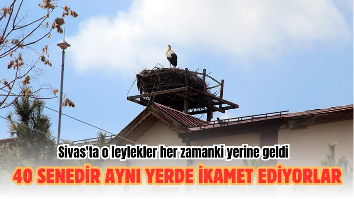 Sivas'ta Leylekler Her Zamanki Yerine Geldi