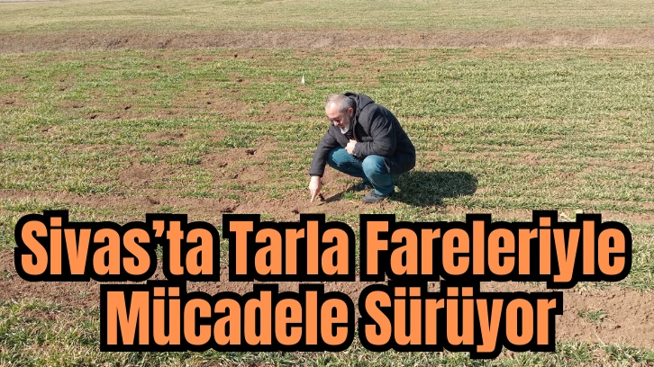 Sivas’ta Tarla Fareleriyle Mücadele Sürüyor