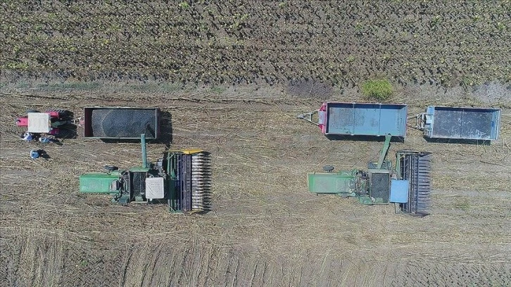 Tarımsal Girdi Endeksi Ocak'ta Arttı