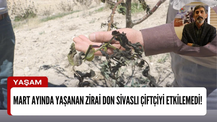 Mart Ayında Yaşanan Zirai Don Sivaslı Çiftçiyi Etkilemedi!
