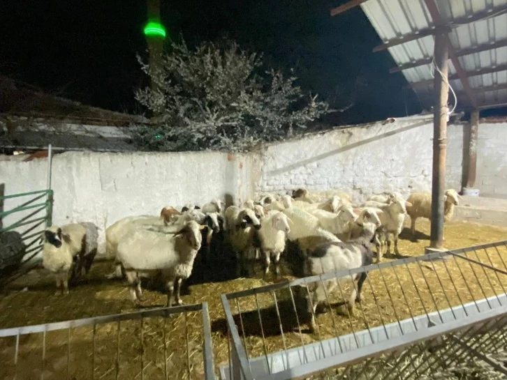 Koyun Hırsızlığı Şüphelisi Yakalandı