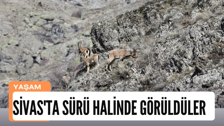 Sivas'ta Sürü Halinde Görüldüler 