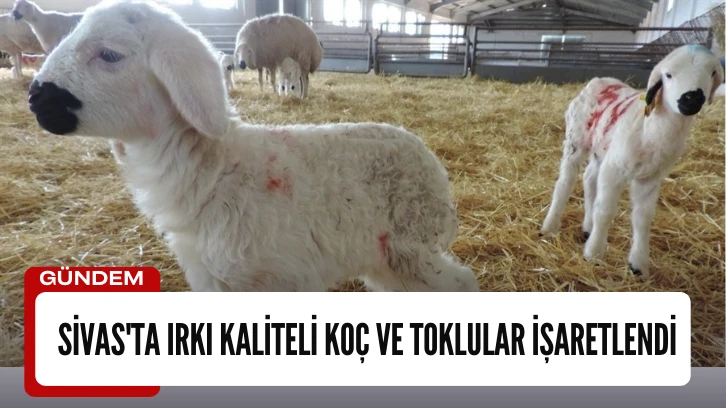 Sivas'ta Irkı Kaliteli Koç ve Toklular İşaretlendi 