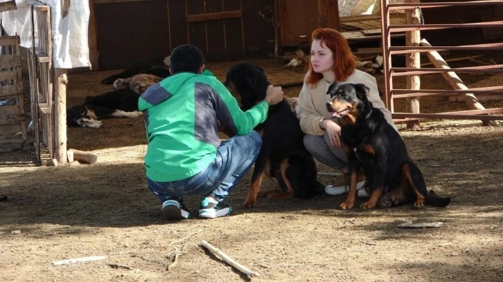Yasaklı Cins Köpekler Ağıldaki 57 Oğlağı Telef Etti