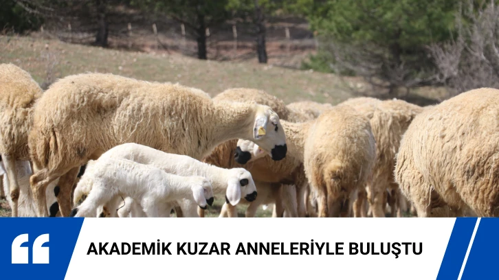Sivas'ta Akademik Kuzuların Anneleriyle Buluşma Anı Renkli Görüntülere Sahne Oldu 