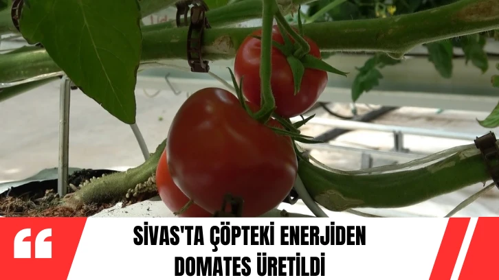 Sivas'ta Çöpteki Enerjiden Domates Üretildi 