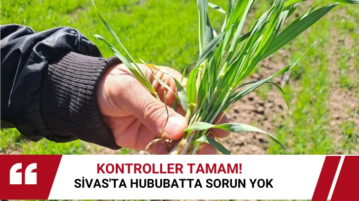 Kontroller Tamam! Sivas'ta Hububatta Sorun Yok 