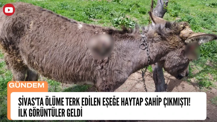 Sivas'ta Ölüme Terk Edilen Eşeğe HAYTAP Sahip Çıkmıştı! İlk Görüntüler Geldi 