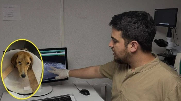 Hamile köpeği tüfekle vurdular