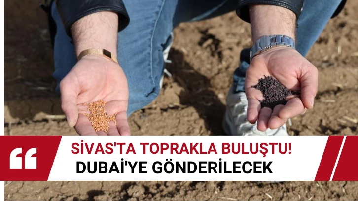 Sivas'ta Toprakla Buluştu! Dubai'ye Gönderilecek 