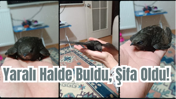 Yaralı Halde Buldu, Şifa Oldu! 