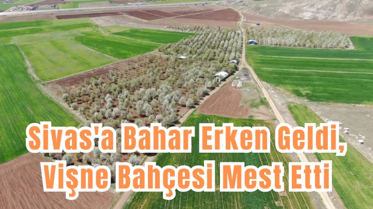 Sivas'a Bahar Erken Geldi, Vişne Bahçesi Mest Etti 