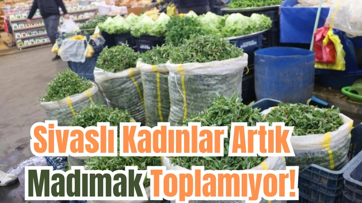 Sivaslı Kadınlar Artık Madımak Toplamıyor!