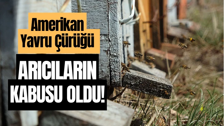 Arıcıların Kabusu Oldu!