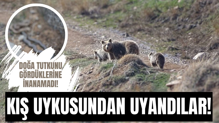 Kış Uykusundan Uyandılar!