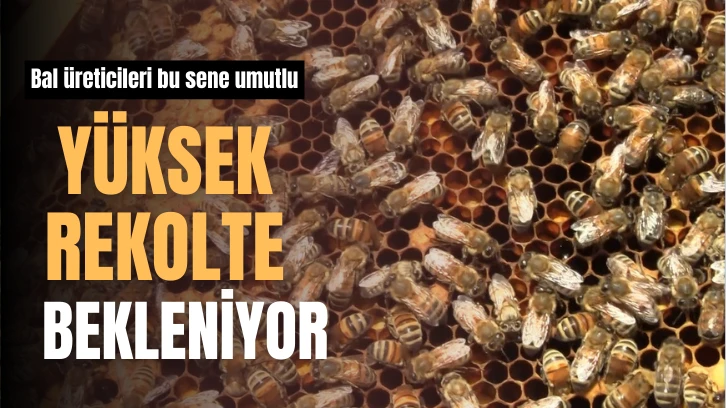 Yüksek Rekolte Bekleniyor