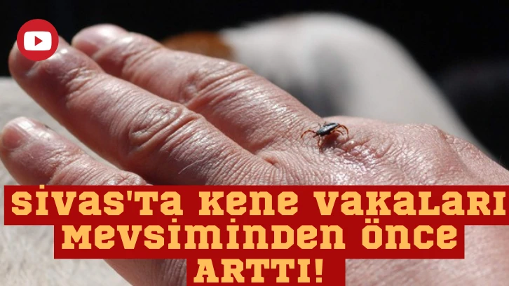 Sivas'ta Kene Vakaları Mevsiminden Önce Arttı! 