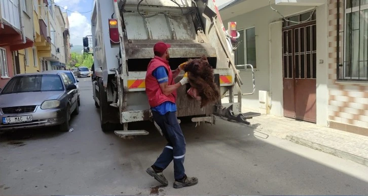Ayıyı parçalayıp çöpe attılar