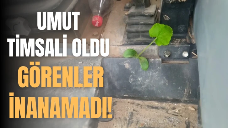 Umut Timsali Oldu