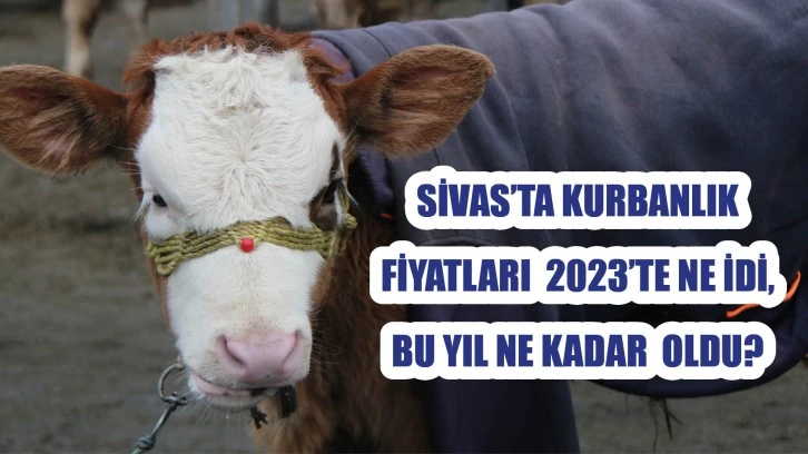 Sivas’ta Kurbanlık  Fiyatları  2023’te Ne İdi,  Bu Yıl Ne Kadar Oldu?