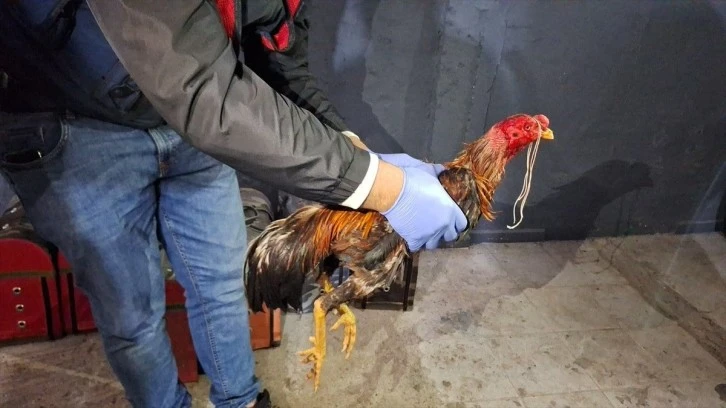 Hayvanları koruma derneği kurup horoz dövüştürdüler