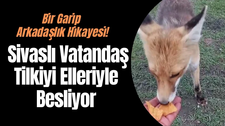 Bir Garip Arkadaşlık Hikayesi! Sivaslı Vatandaş Tilkiyi Elleriyle Besliyor 