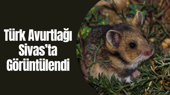 Türk Avurtlağı Sivas’ta Görüntülendi