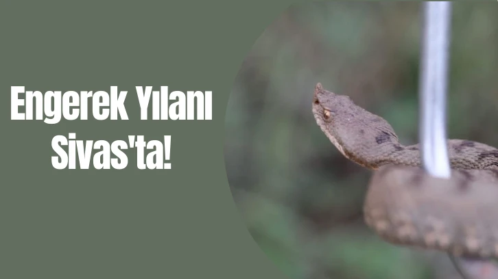 Engerek Yılanı Sivas'ta!