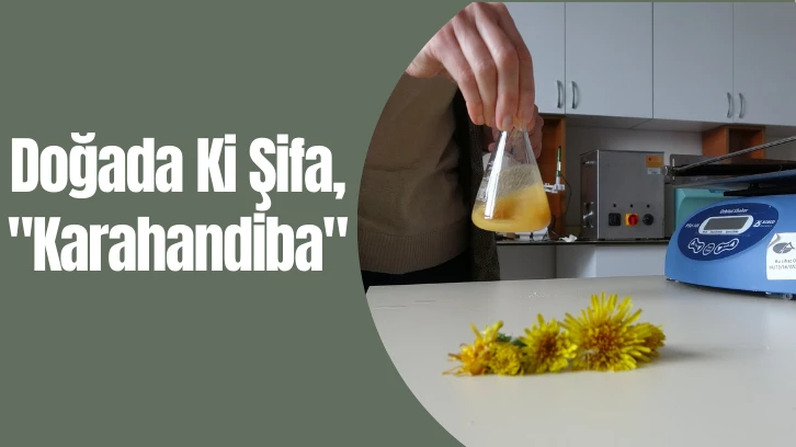 Doğadaki Şifa, 'Karahandiba'