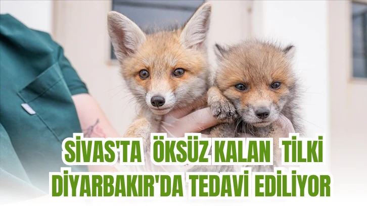 Sivas'ta Öksüz Kalan Tilki Diyarbakır'da Tedavi Ediliyor 